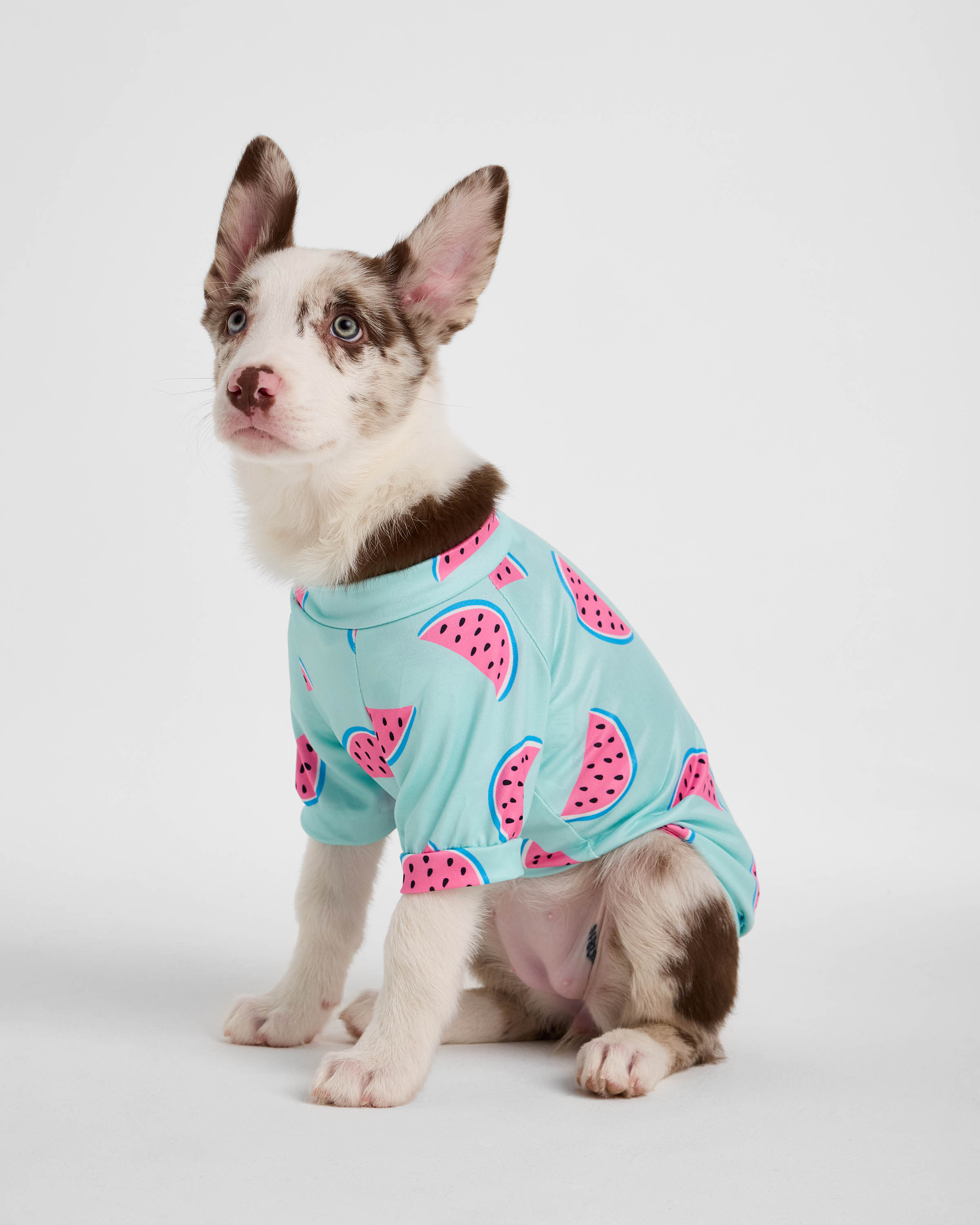 Изображение товара Голубая футболка Зоозавр для собак и кошек M с арбузным принтом