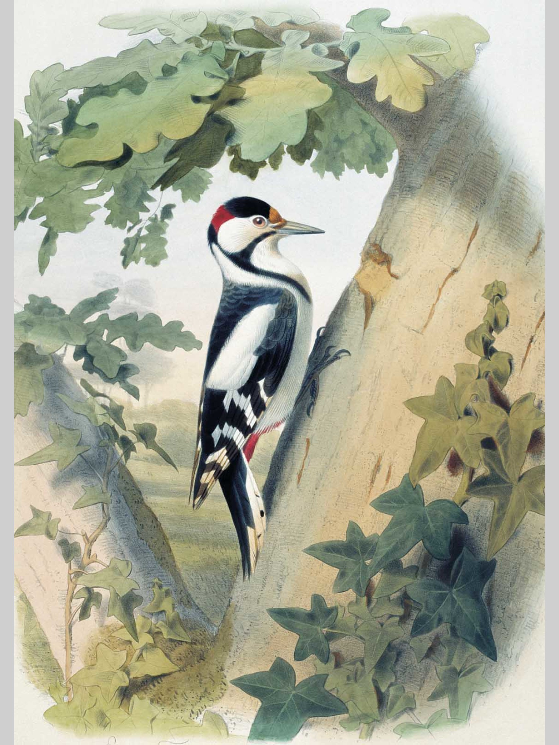 Набор открыток Белый город Самые красивые птицы Иллюстрации Э. Травье - фото 2