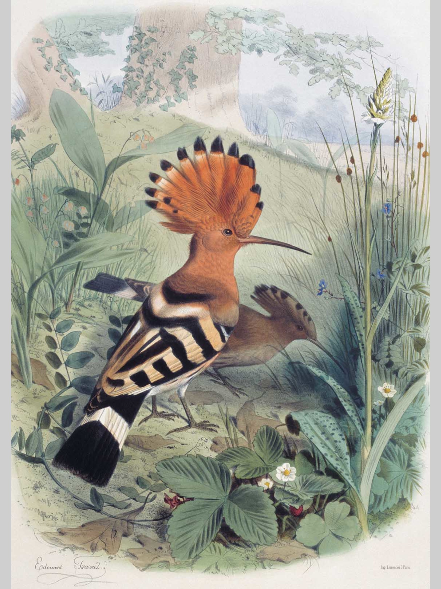 Набор открыток Белый город Самые красивые птицы Иллюстрации Э. Травье - фото 7