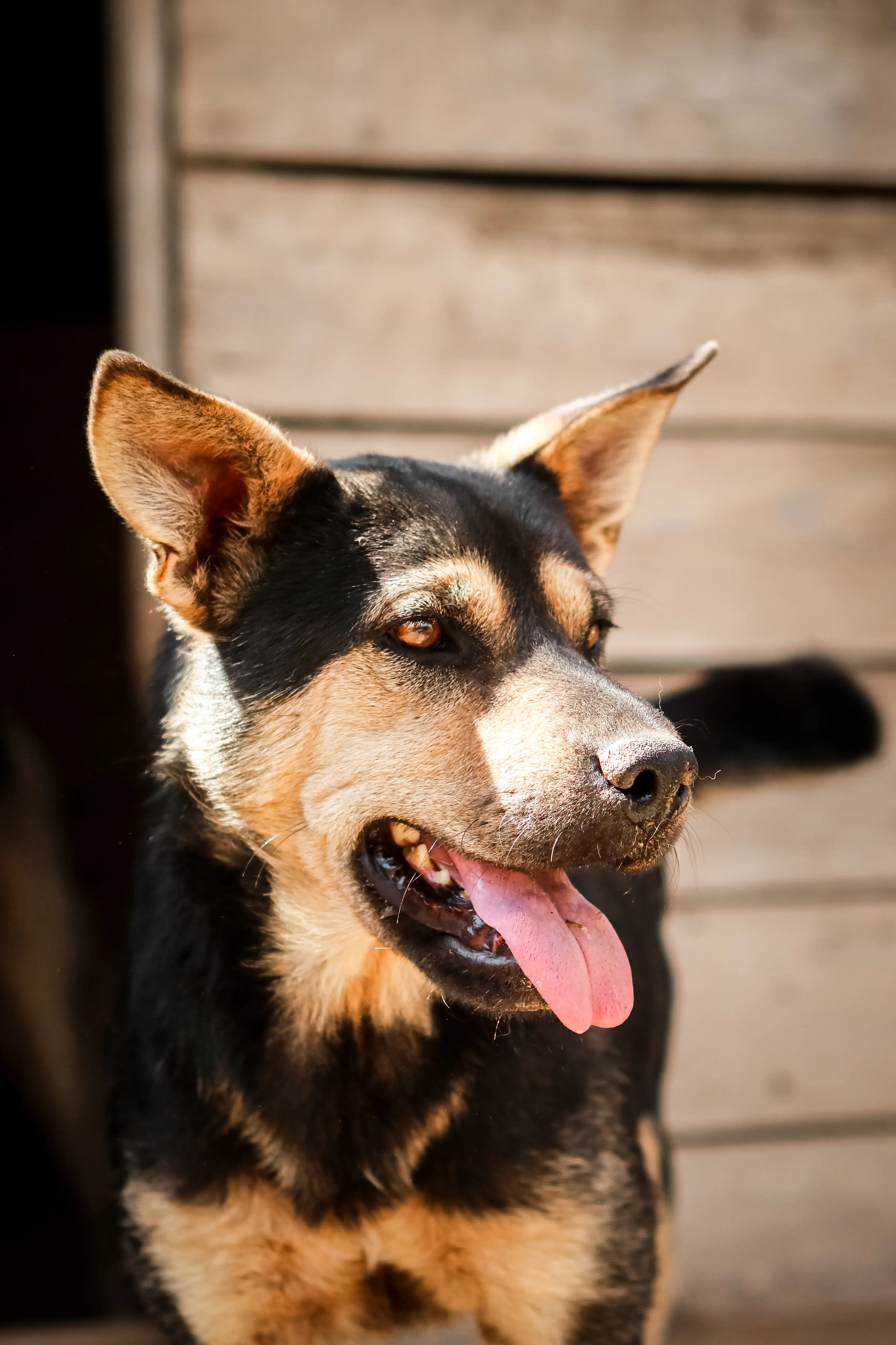 Собака Гуся - фото 3