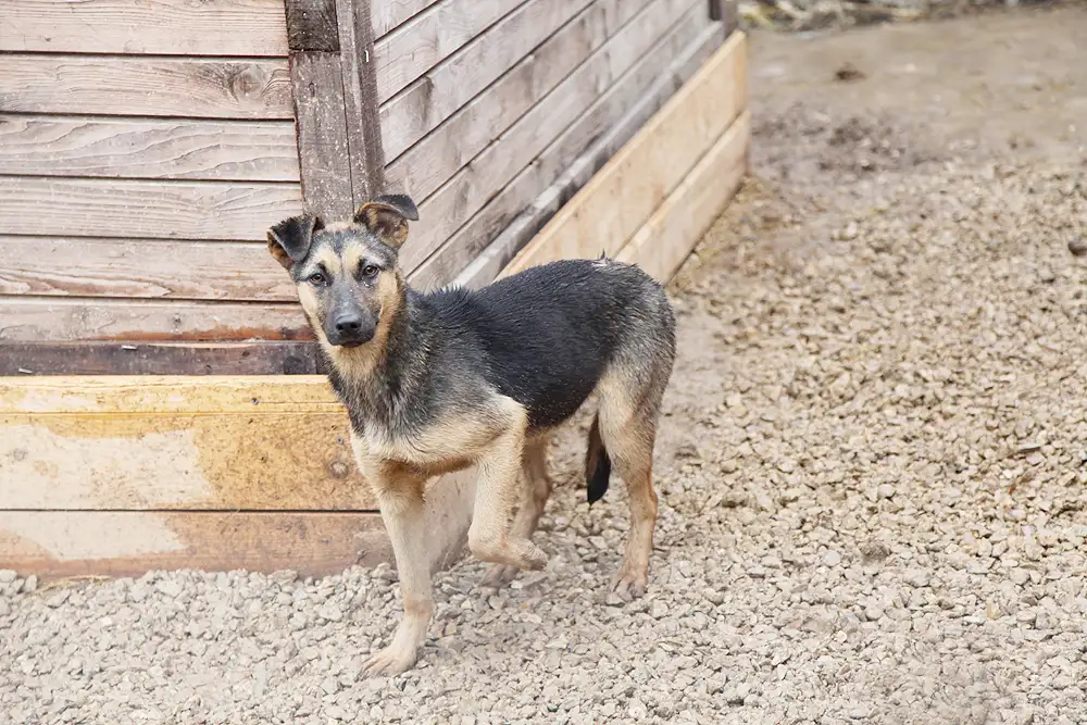 Собака Принцесса - фото 3