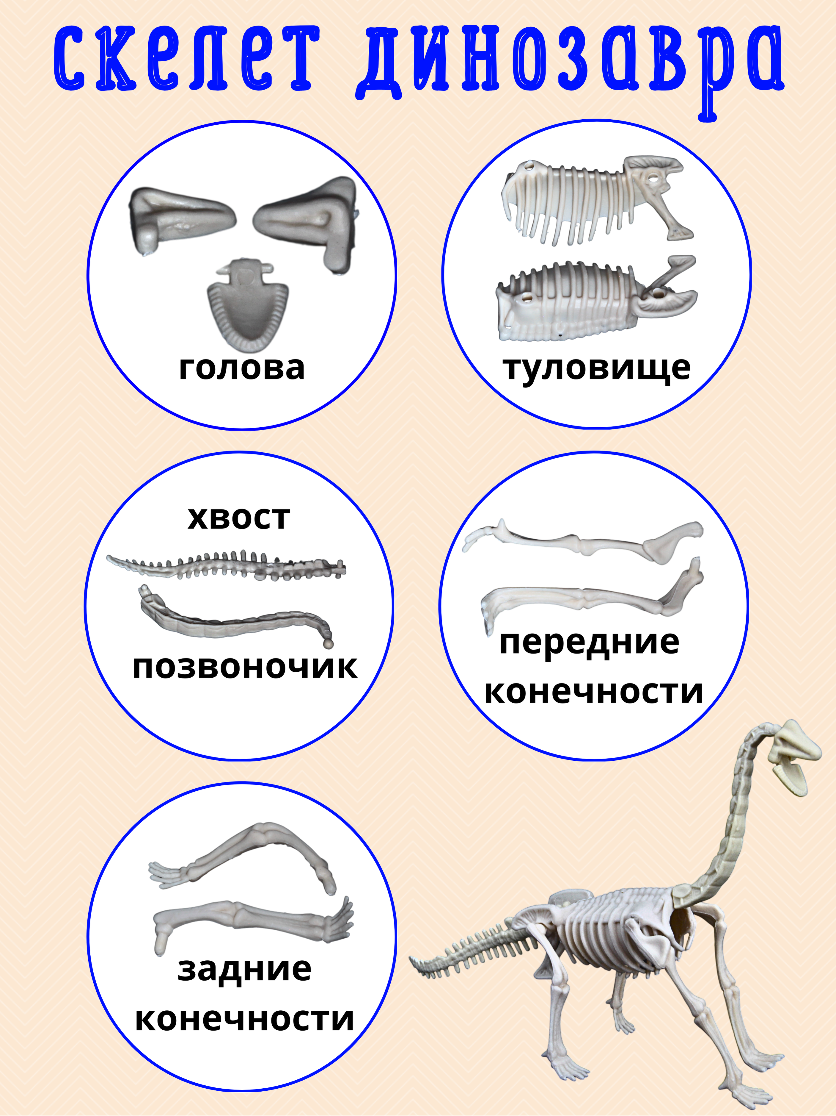 Набор для опытов VSEVERA Динозавр с песком Диплодок - фото 4