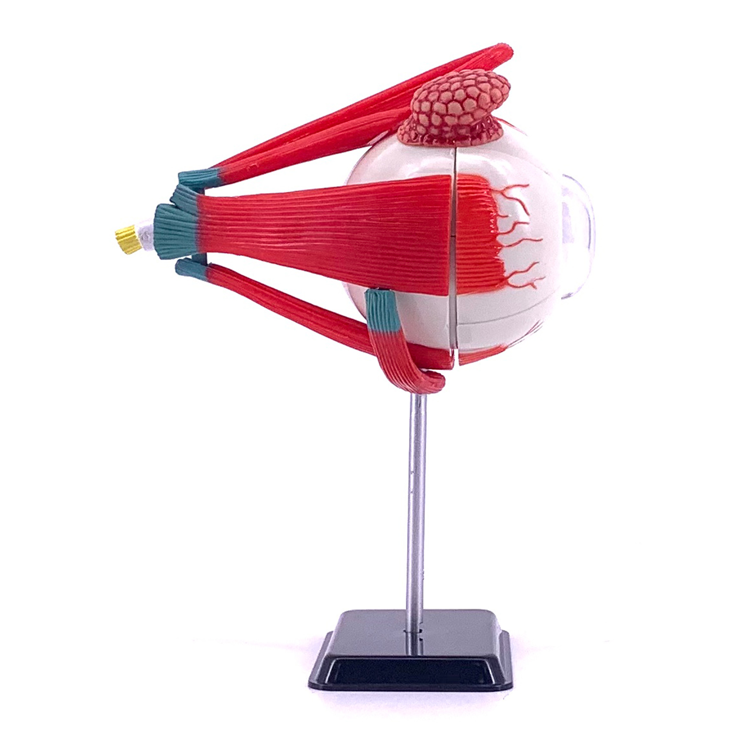 Наглядное пособие EDU-TOYS - фото 3
