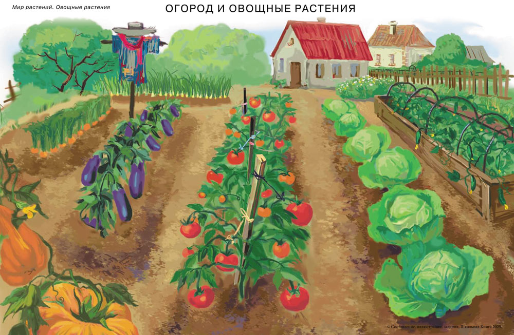 Книга Школьная Книга Сюжетные и предметные картинки Мир растений и грибов - фото 3