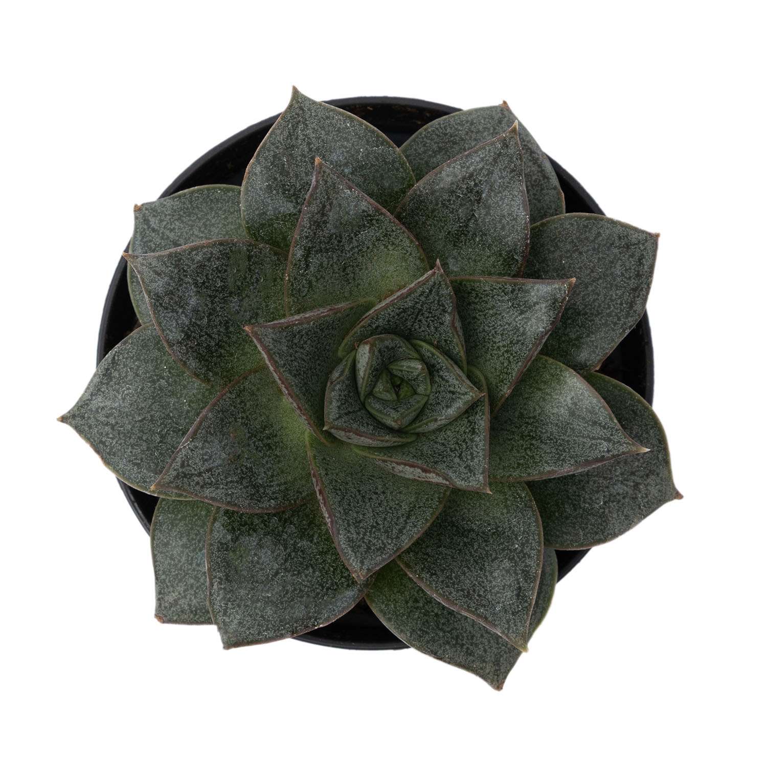 Растение ЕТК Суккуленты D7 в ассортименте - фото 24