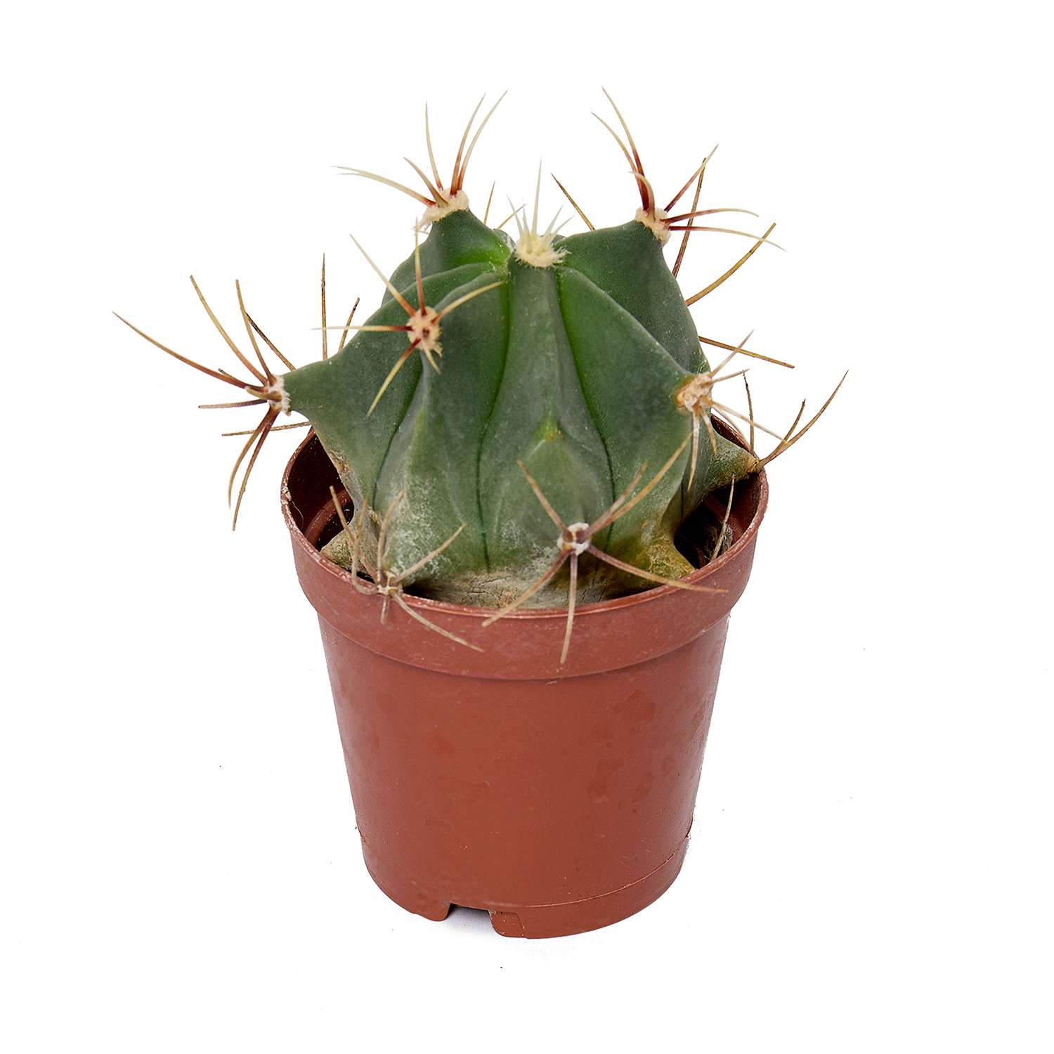 Растение ЕТК Суккуленты D5.5 в ассортименте - фото 23