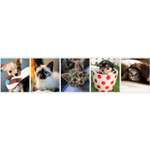 Общая тетрадь Полиграф Принт клетка 48 лист. в ассортименте