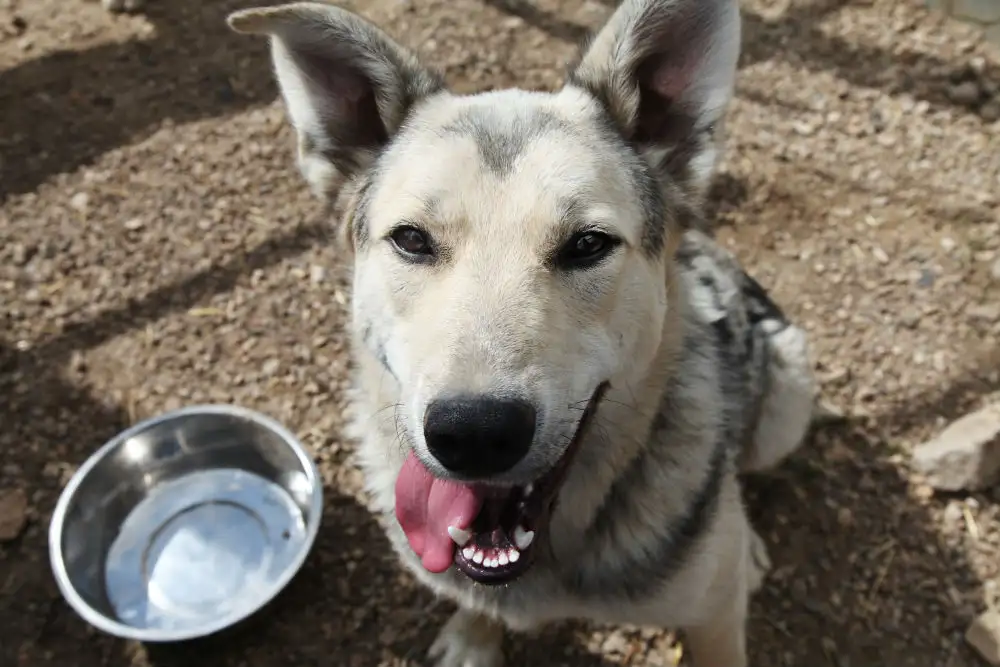 Собака Вольт - фото 4