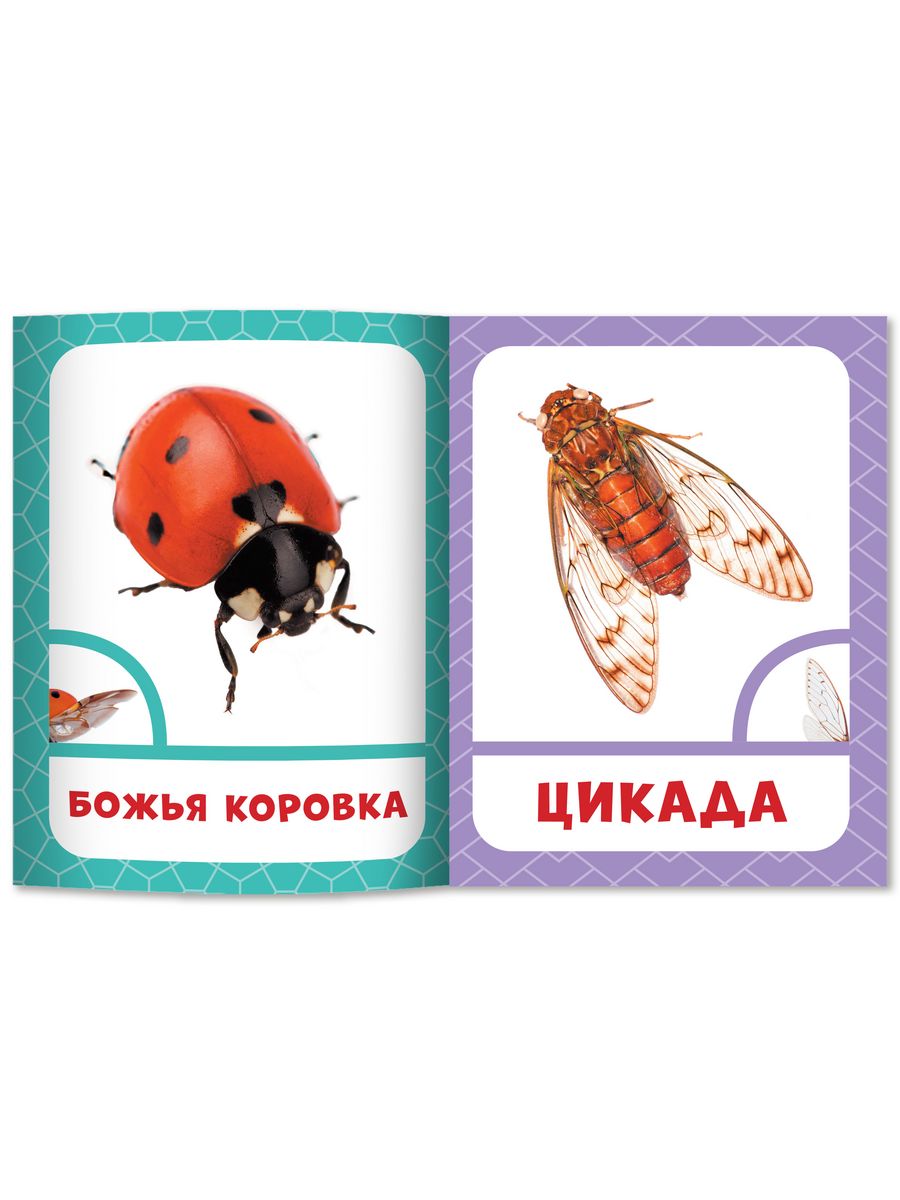 Набор из 6 книг Феникс Премьер Запуск речи с рождения! Фотокарточки с животными - фото 6