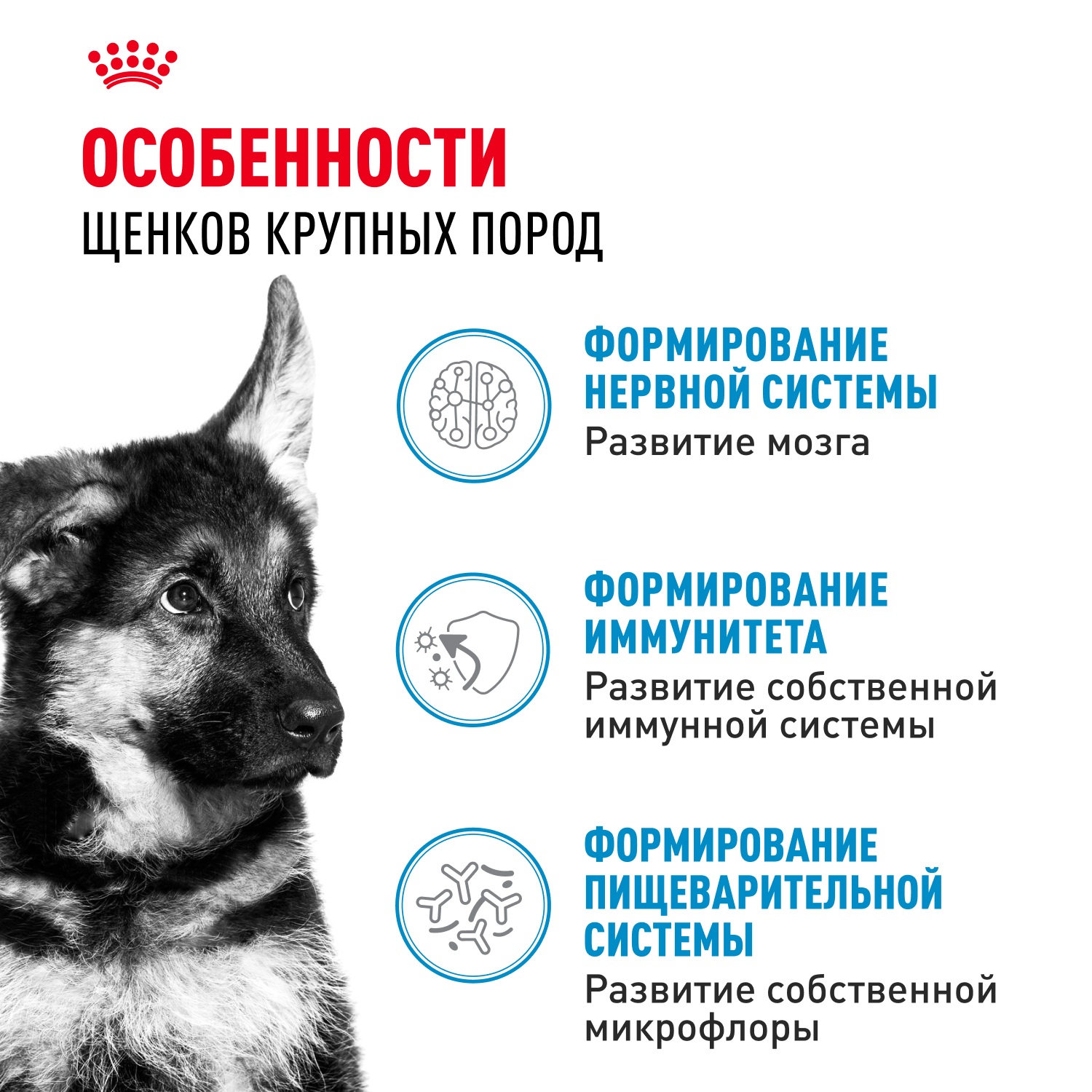 Корм для щенков влажный ROYAL CANIN Maxi Puppy для крупных пород в возрасте до 15 месяцев соус 100г - фото 2
