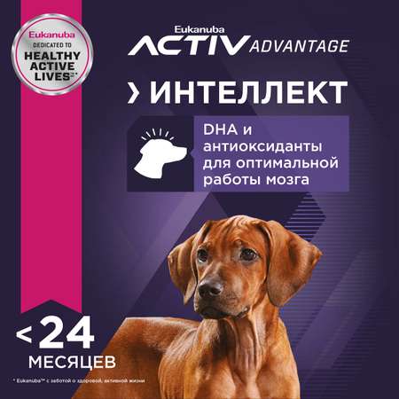 Корм Eukanuba Dog 15кг крупных пород сухой с птицей