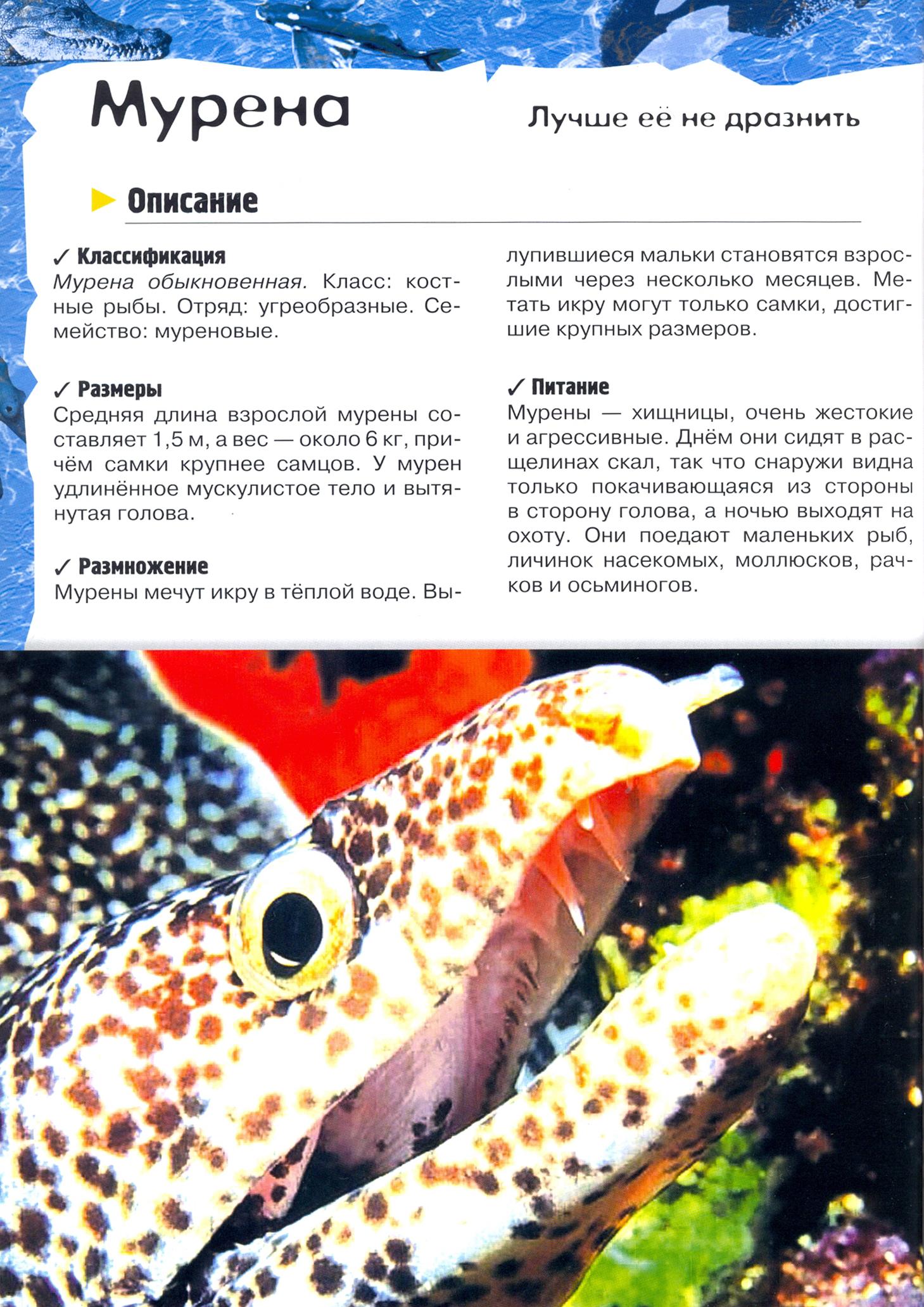 Книга Лабиринт Под водой на суше в воздухе - фото 8
