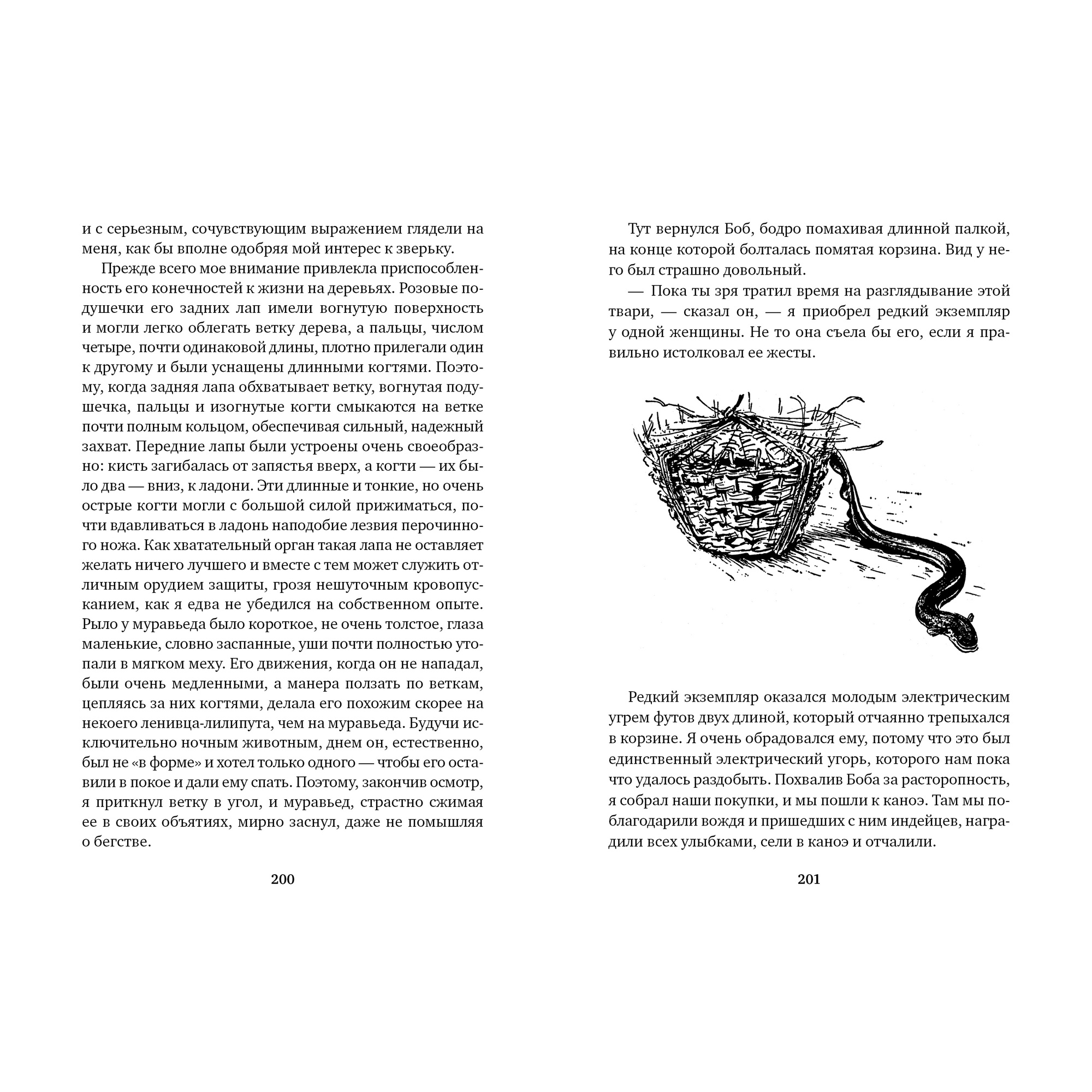 Книга АЗБУКА Три билета до Эдвенчер. Под пологом пьяного леса - фото 10
