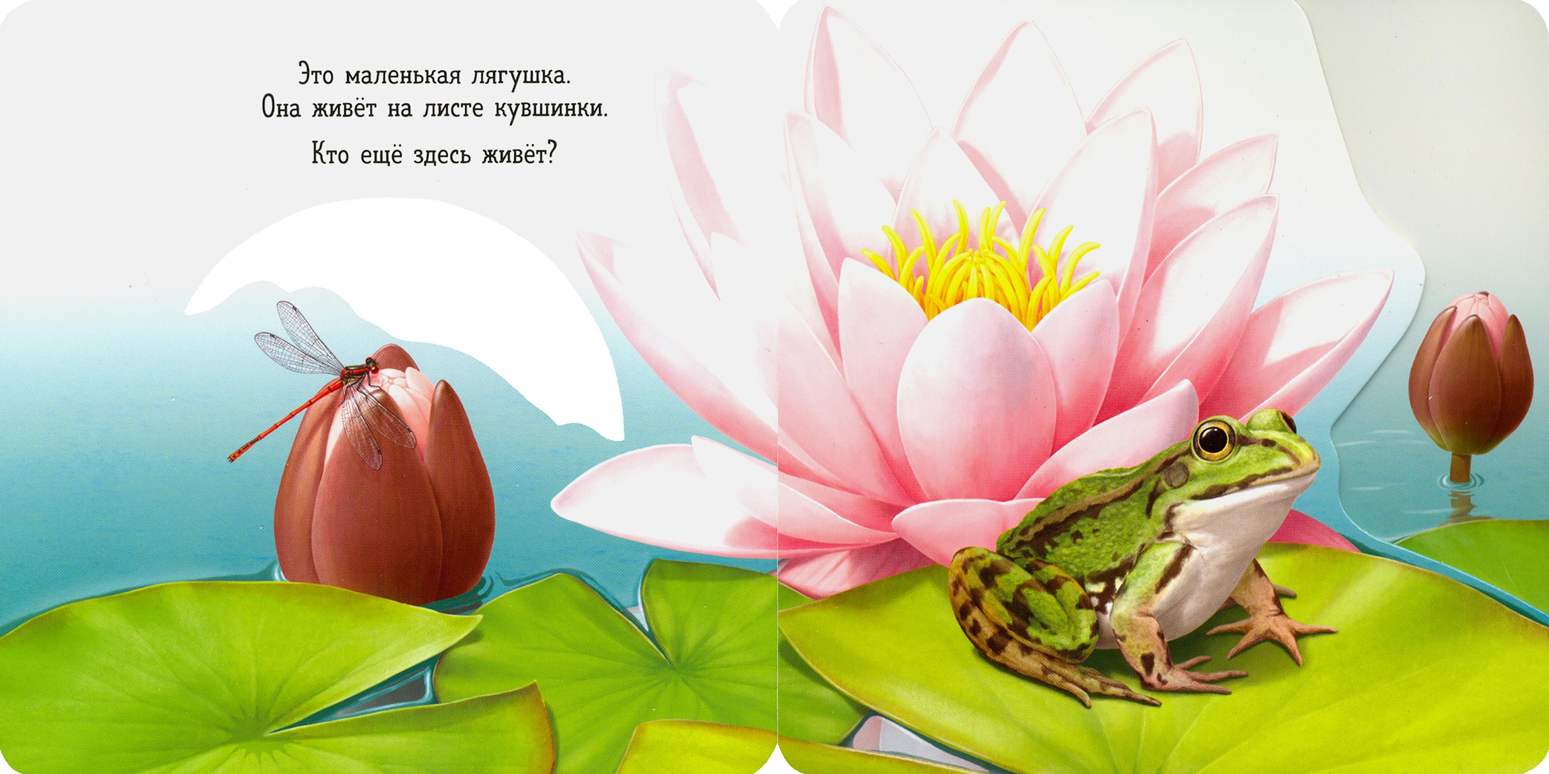 Книга Лабиринт Вот ты где! Лягушка - фото 4