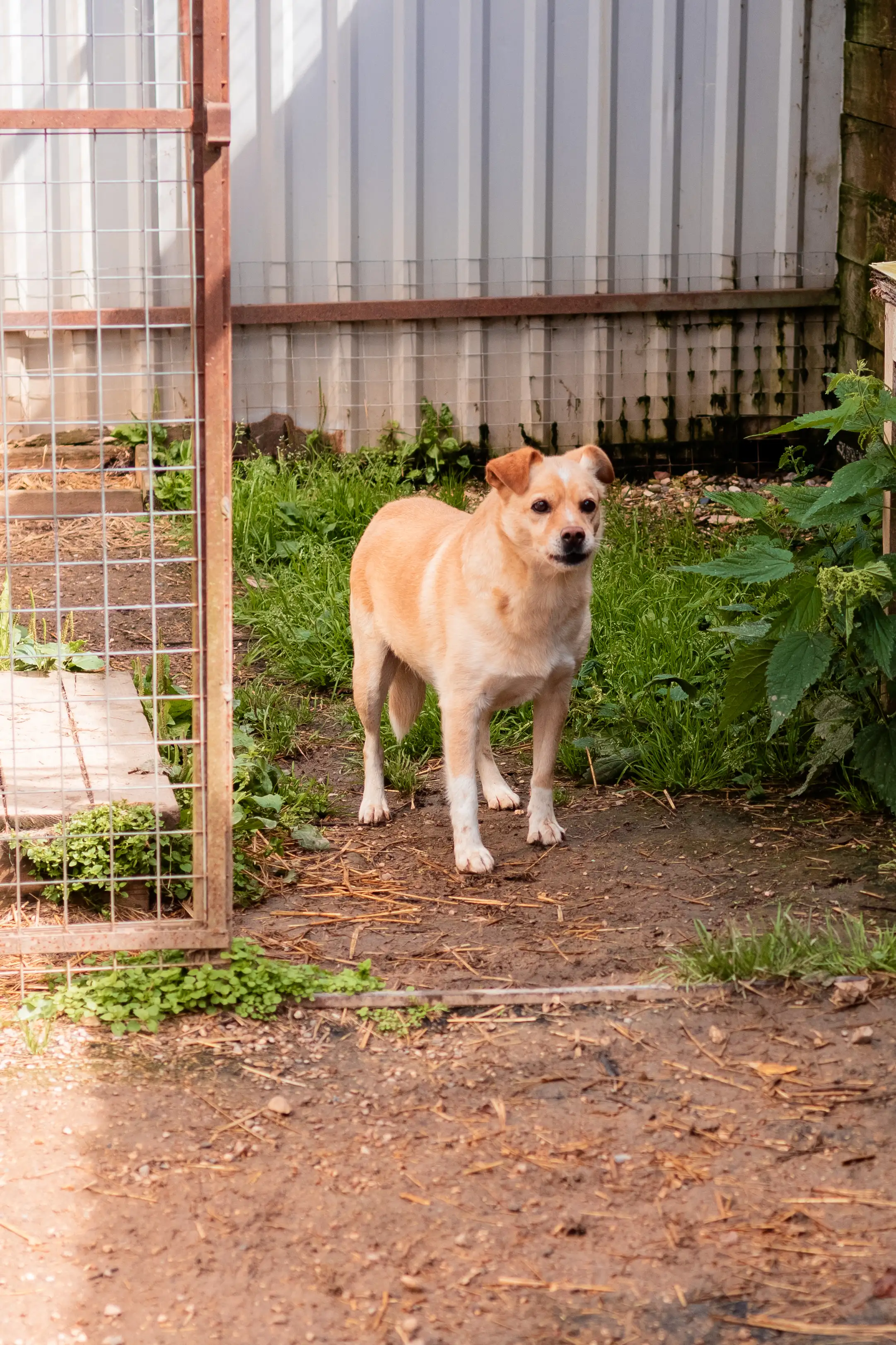 Собака Бука - фото 1