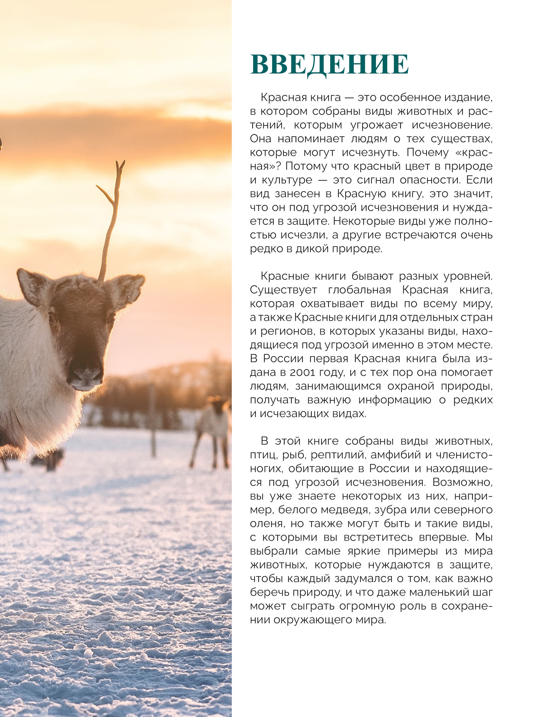 Книга Эксмо Красная книга России Большая - фото 7