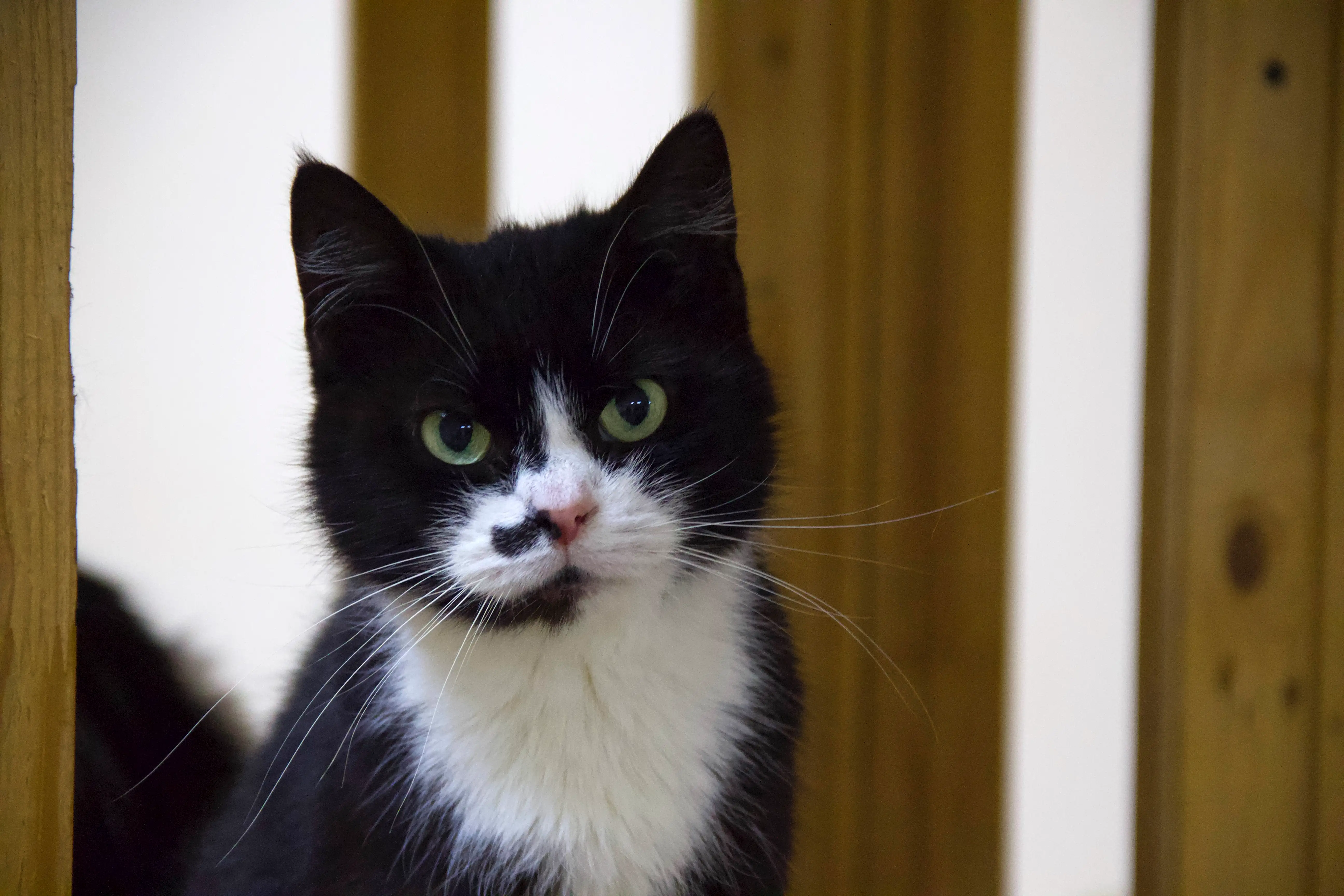 Кошка Лючия - фото 2