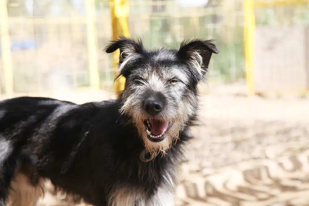 Собака Тузик - фото 2