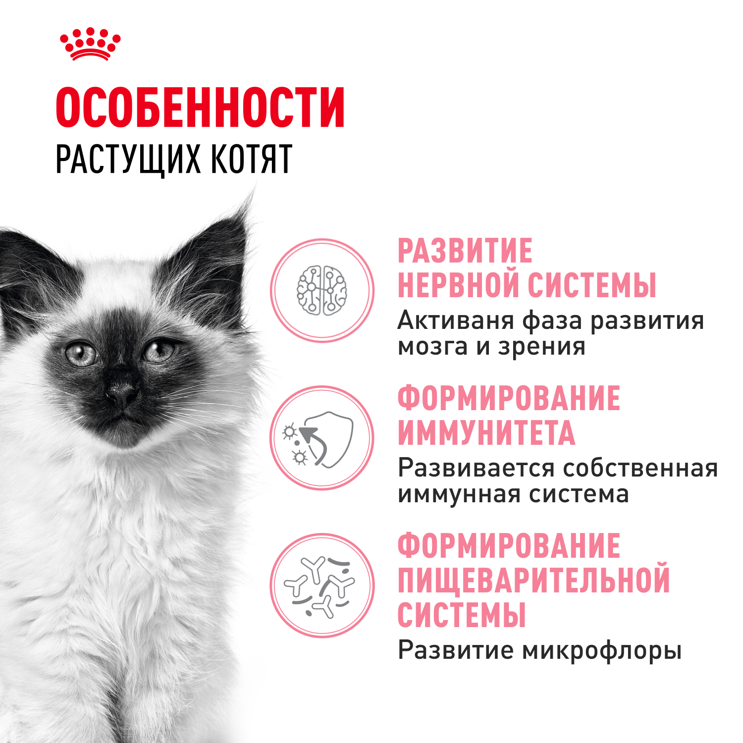 Корм сухой для котят ROYAL CANIN Kitten 300г - фото 2