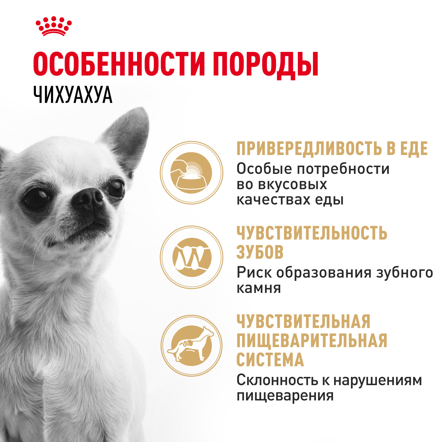 Корм для собак ROYAL CANIN породы чихуахуа 1.5кг - фото 2