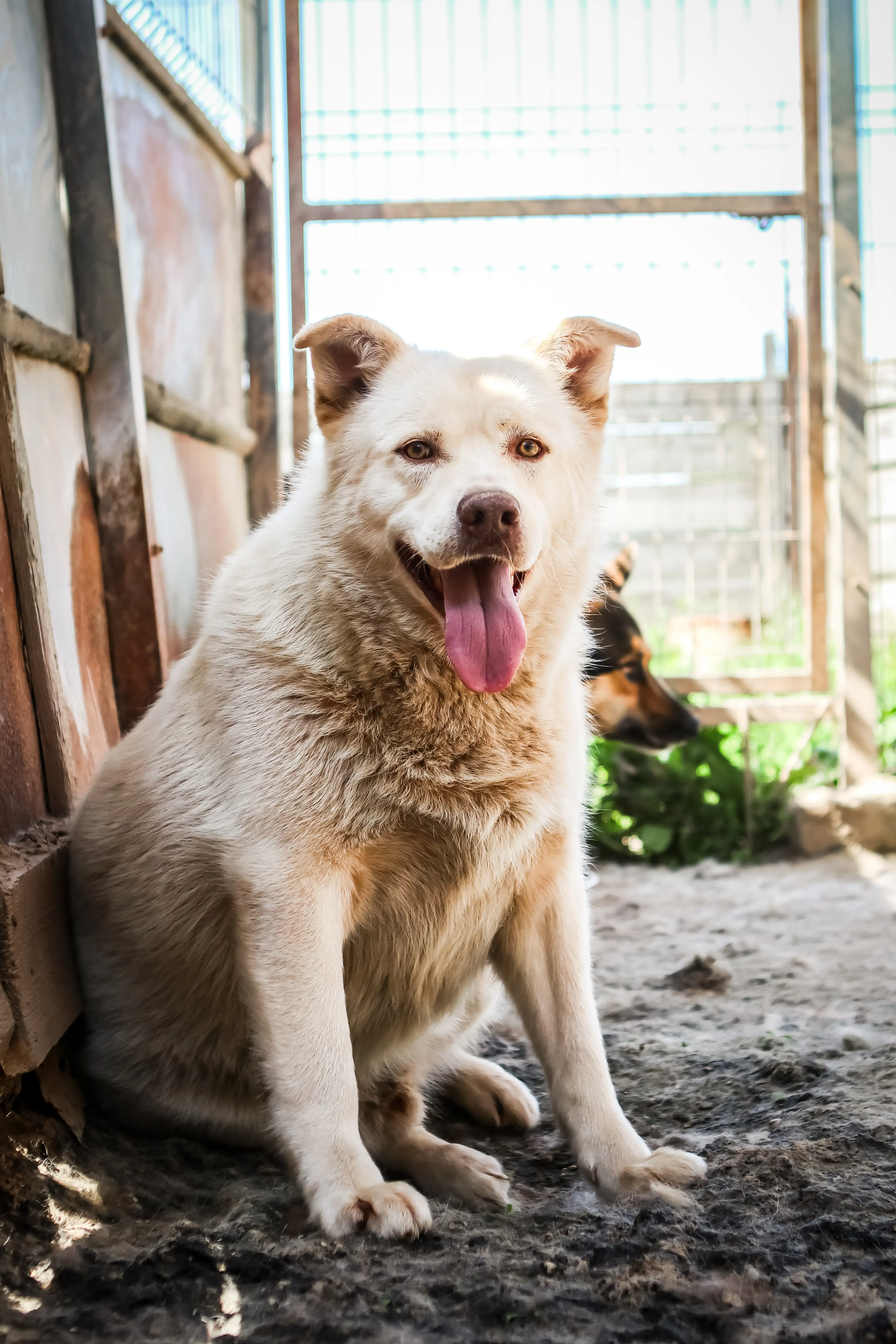 Собака Стив Мартин - фото 5