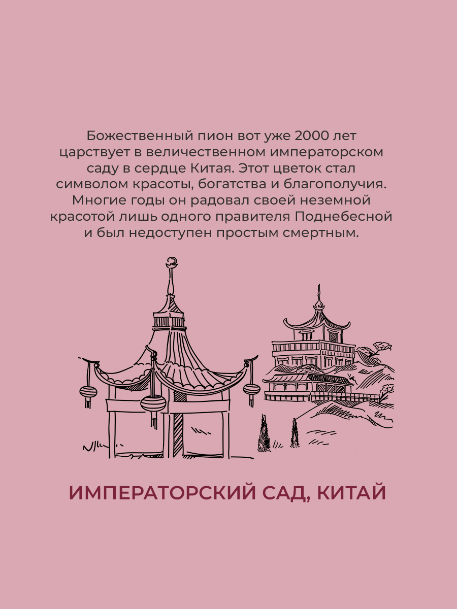 Аромадиффузор Sellection Imperial Pion - фото 4