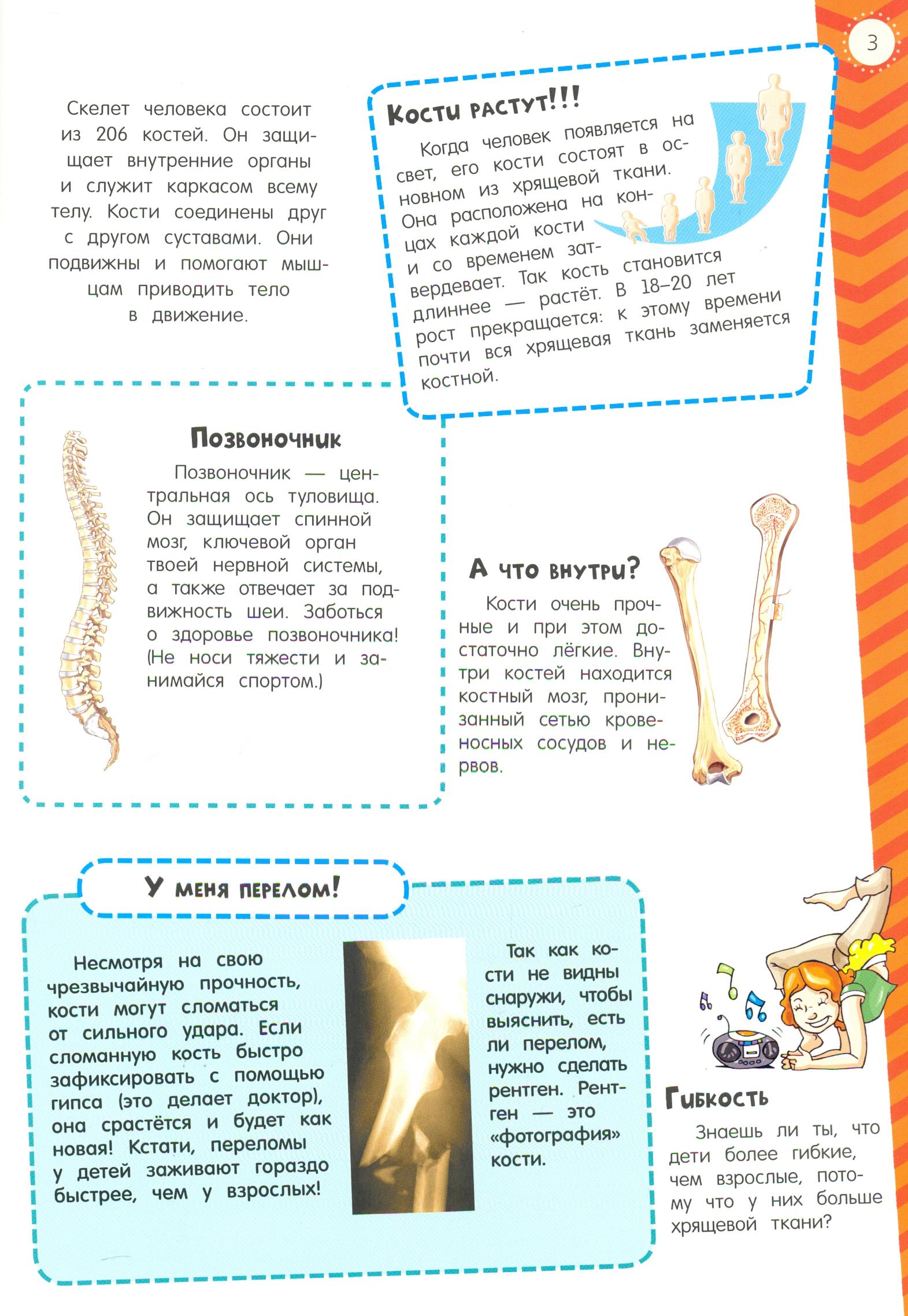 Книга Лабиринт Мой атлас с наклейками Тело человека - фото 6