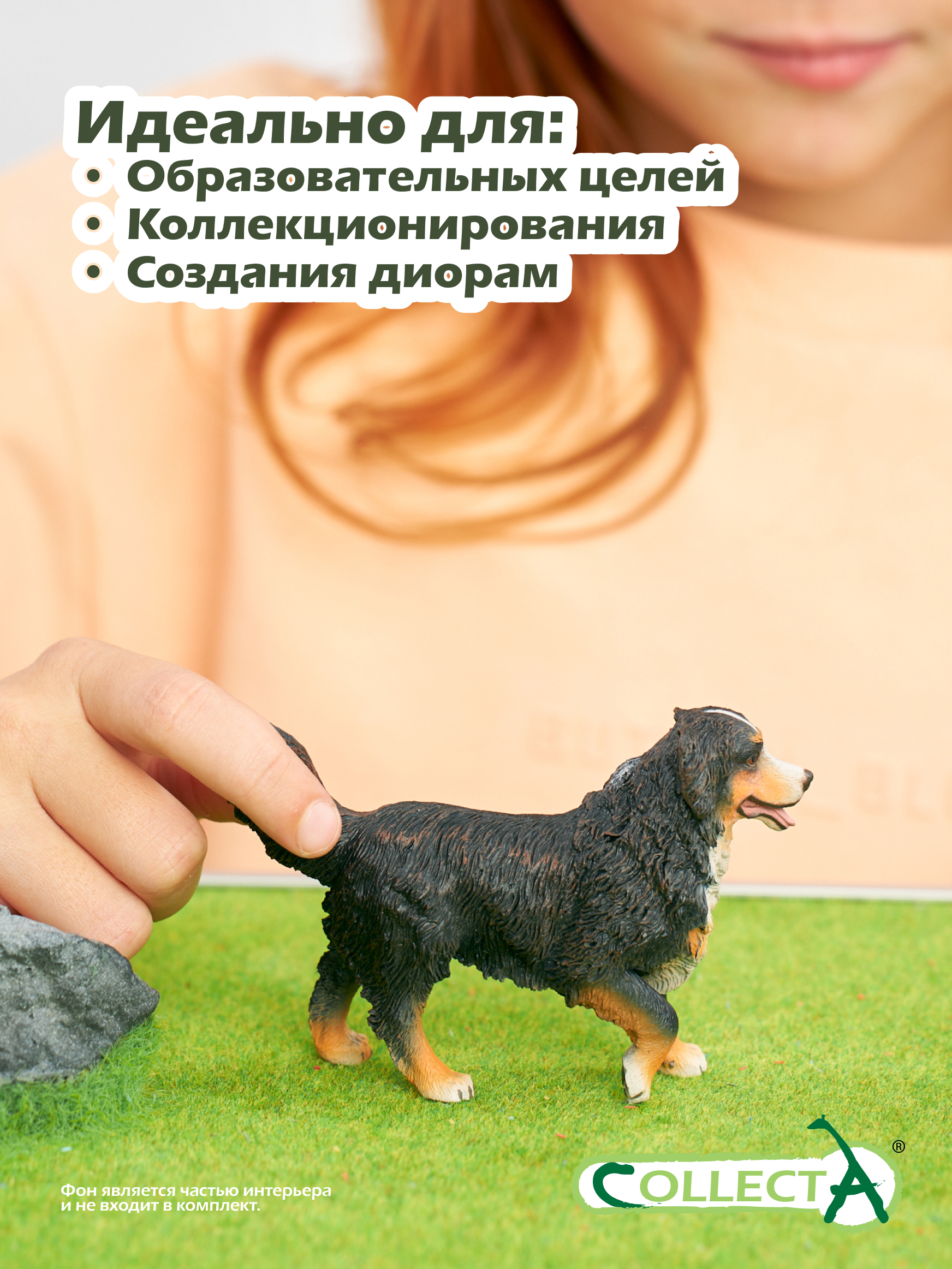 Фигурка Collecta Бернский зенненхунд - фото 6