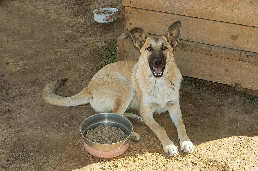 Собака Ник - фото 4