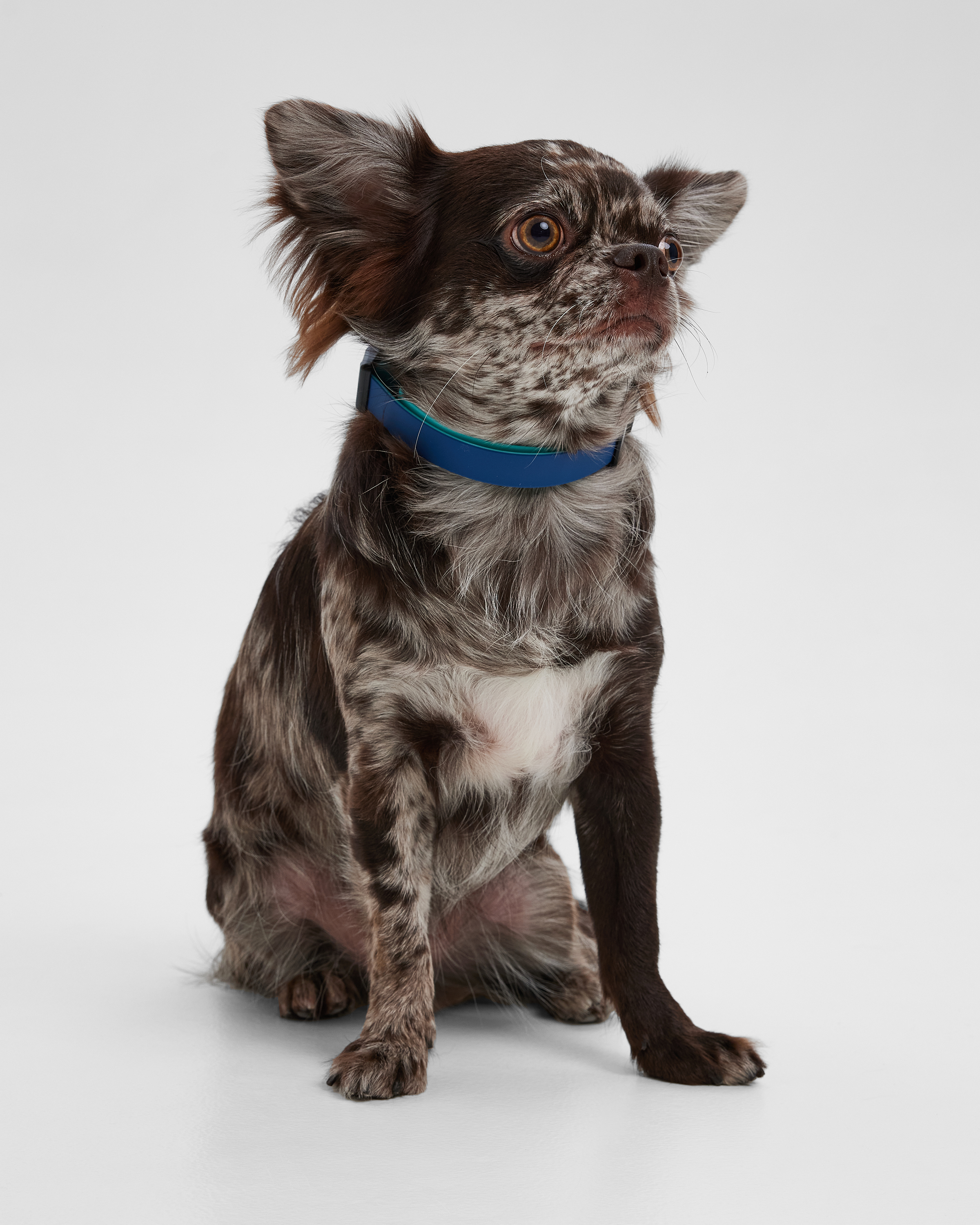 Ошейник для собак мелких пород Barbaks синий водостойкий ПВХ S (1.5*27-40см) - фото 6