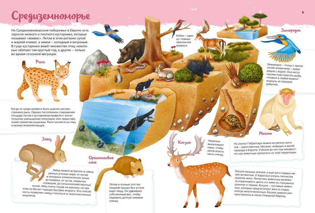 Книга Махаон Животные. Мой первый атлас в картинках. - фото 4