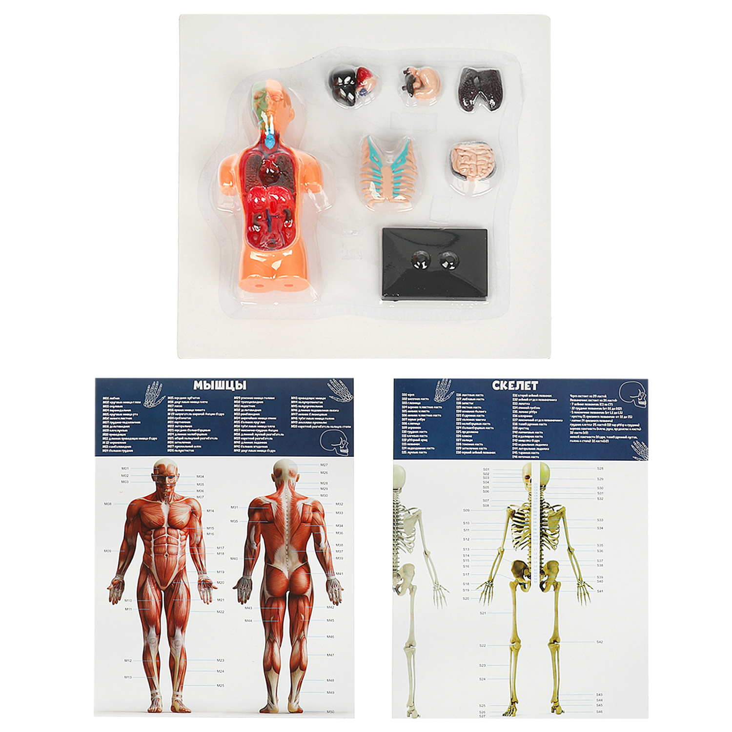 Настольная игра Играем вместе Тело человека - фото 2