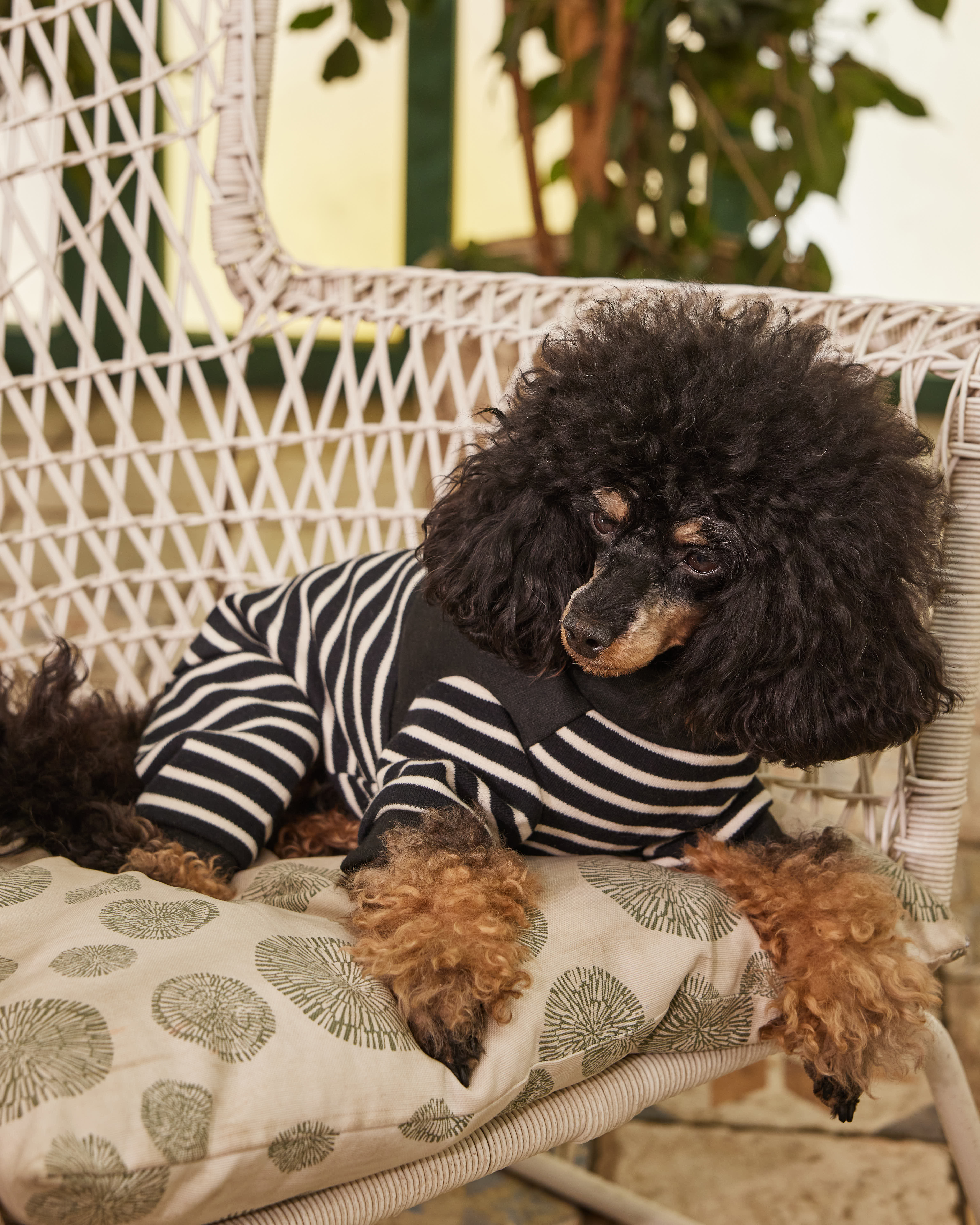 Комбинезон для собак и кошек Зоозавр - фото 11