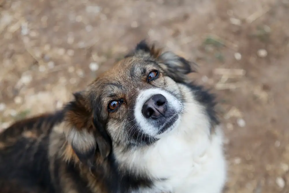 Собака Славка - фото 3