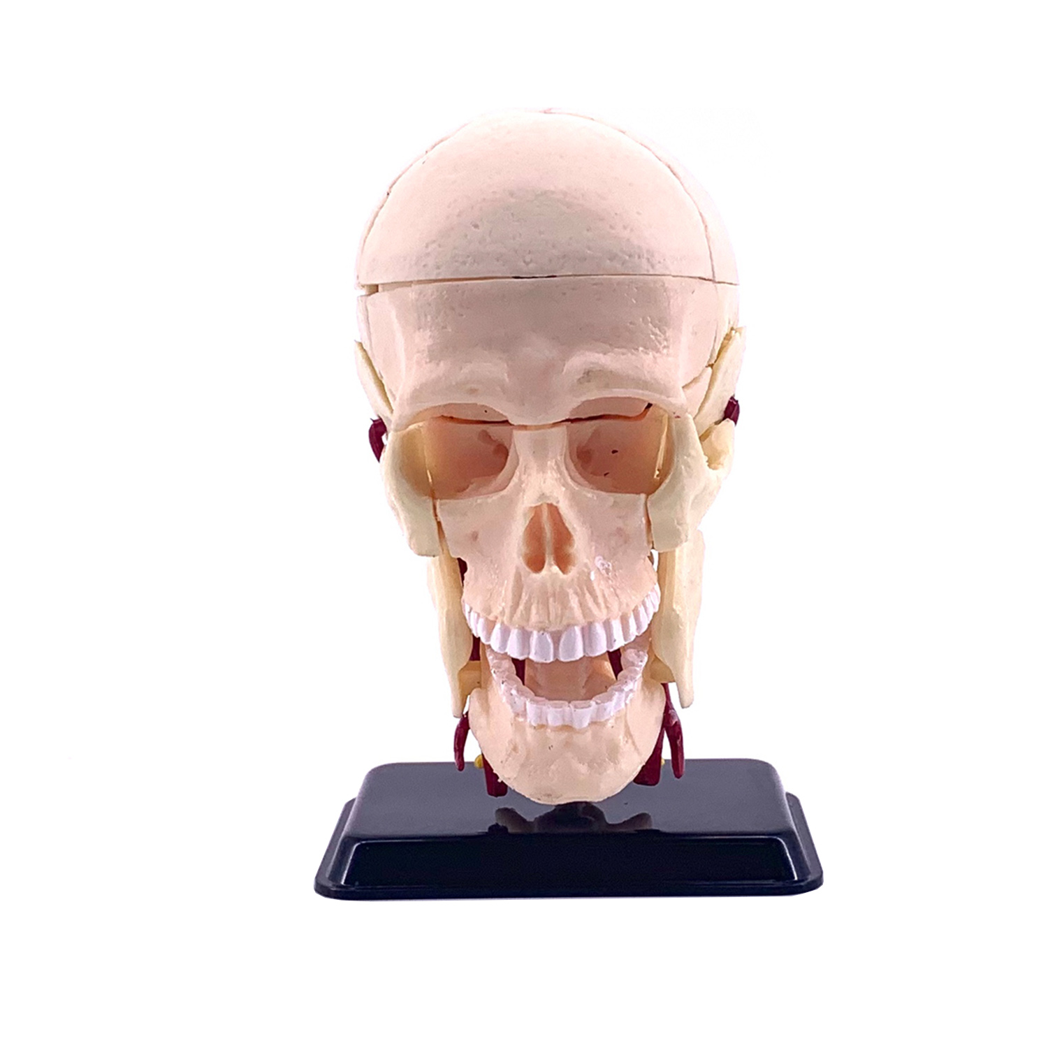 Наглядное пособие EDU-TOYS - фото 1