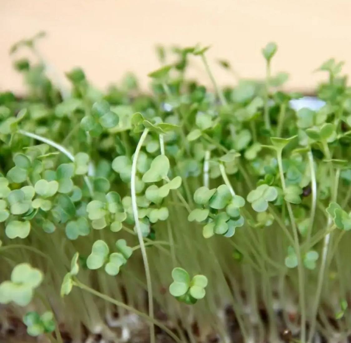 Семена для микрозелени MegaMedia брокколи - фото 4