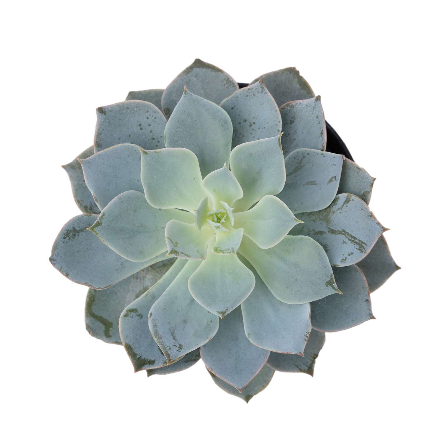 Растение ЕТК Суккуленты D7 в ассортименте - фото 4