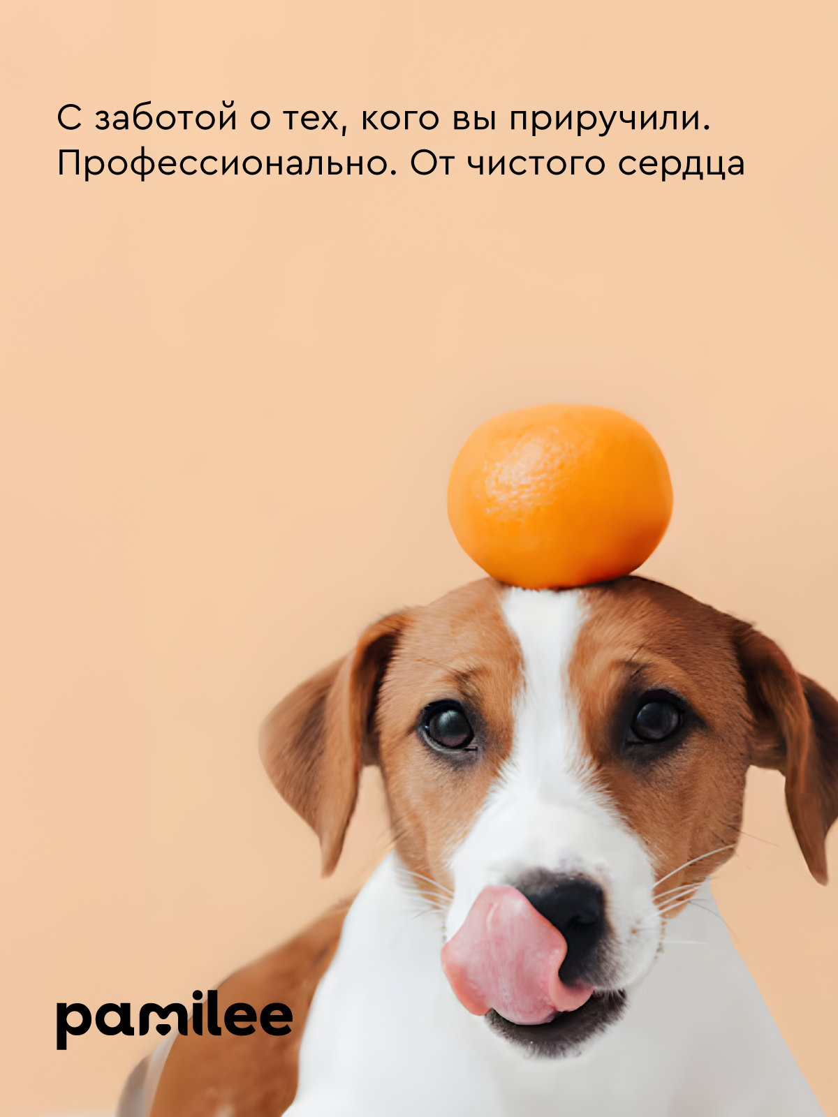 Шампунь для собак с пантенолом Pamilee универсальный с ароматом мандарин-ваниль - фото 14