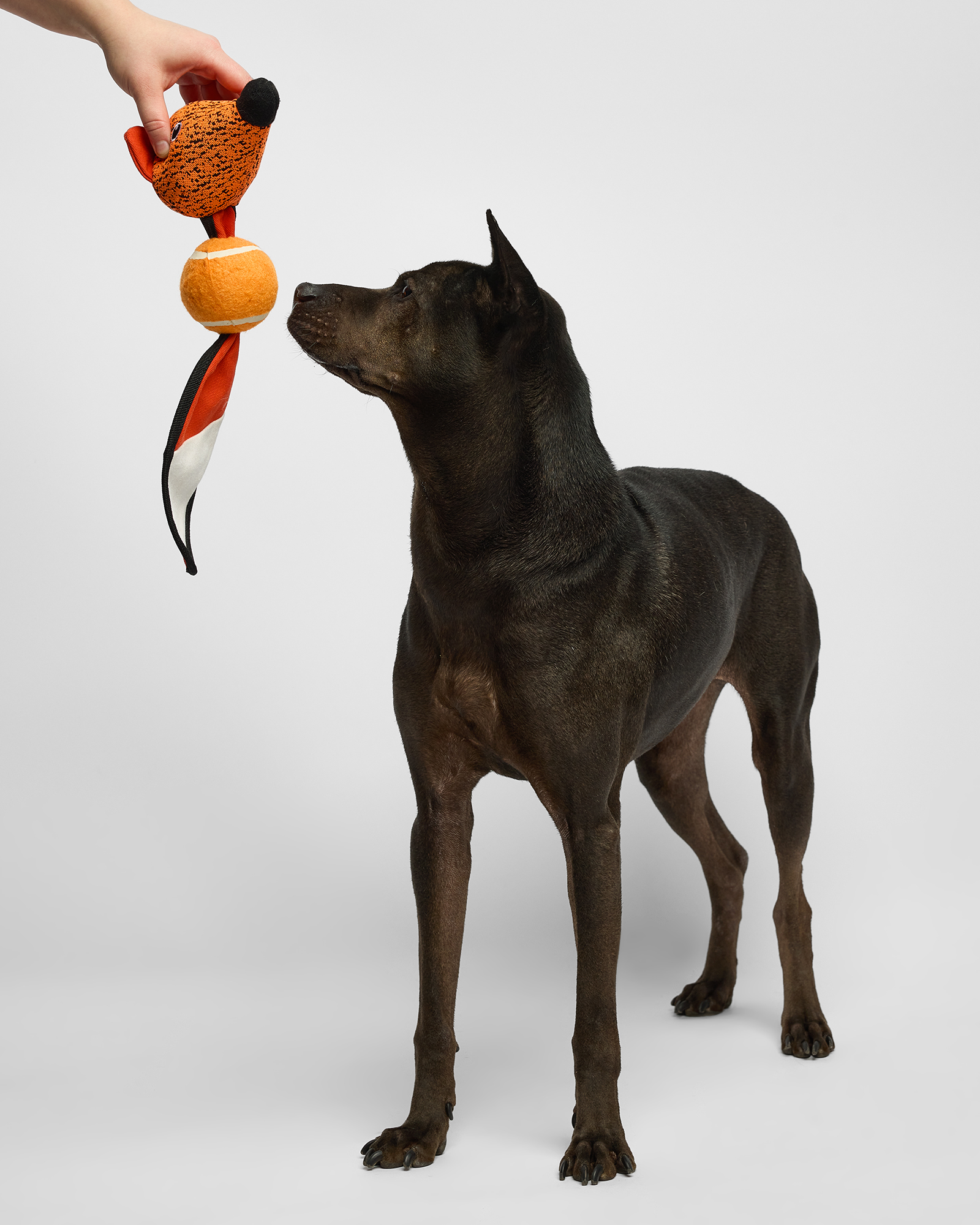 Игрушка для собак Barbaks Лиса с теннисным мячиком шуршит пищит 43*15 см - фото 4