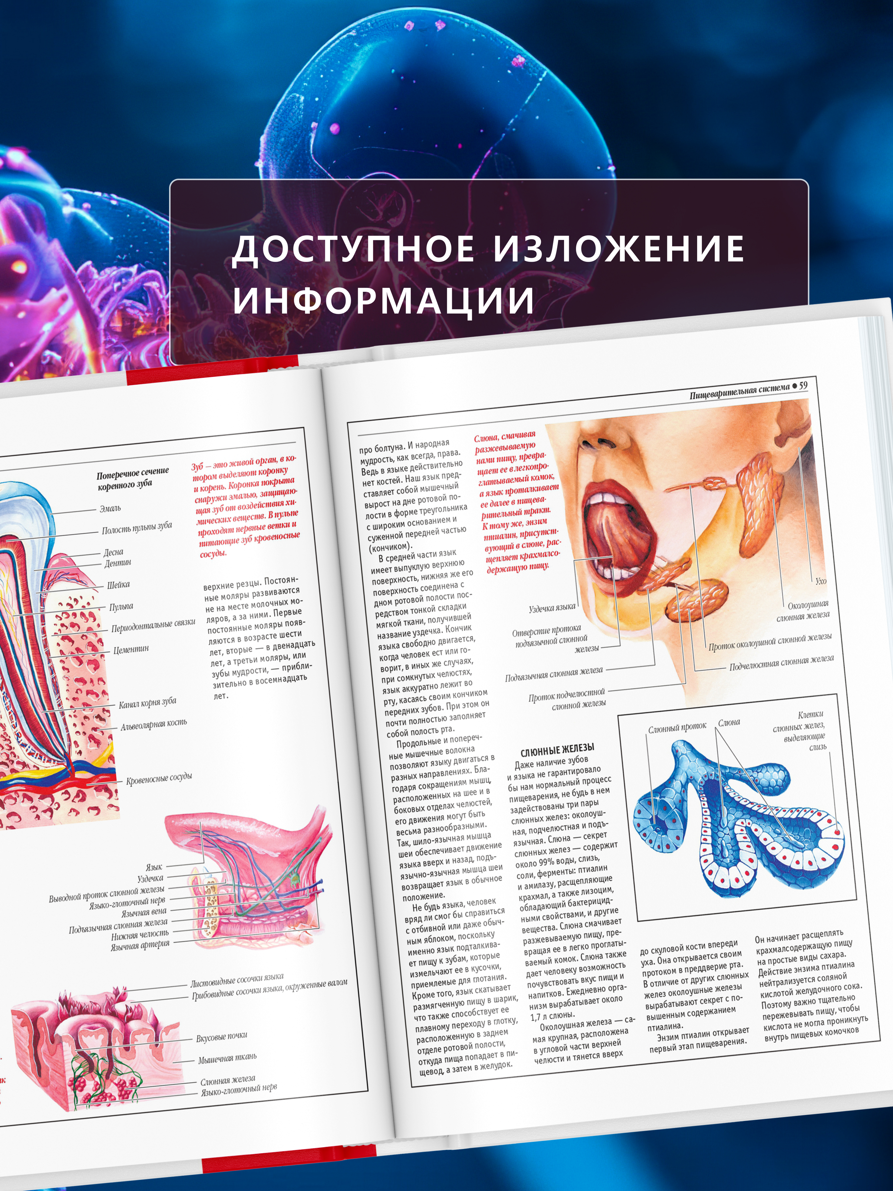 Книга Атлас анатомии человека Харвест основы строения и физиология - фото 4