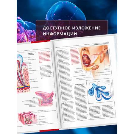 Книга Атлас анатомии человека Харвест основы строения и физиология