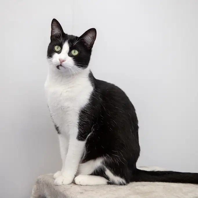 Кошка Кларнет - фото 4