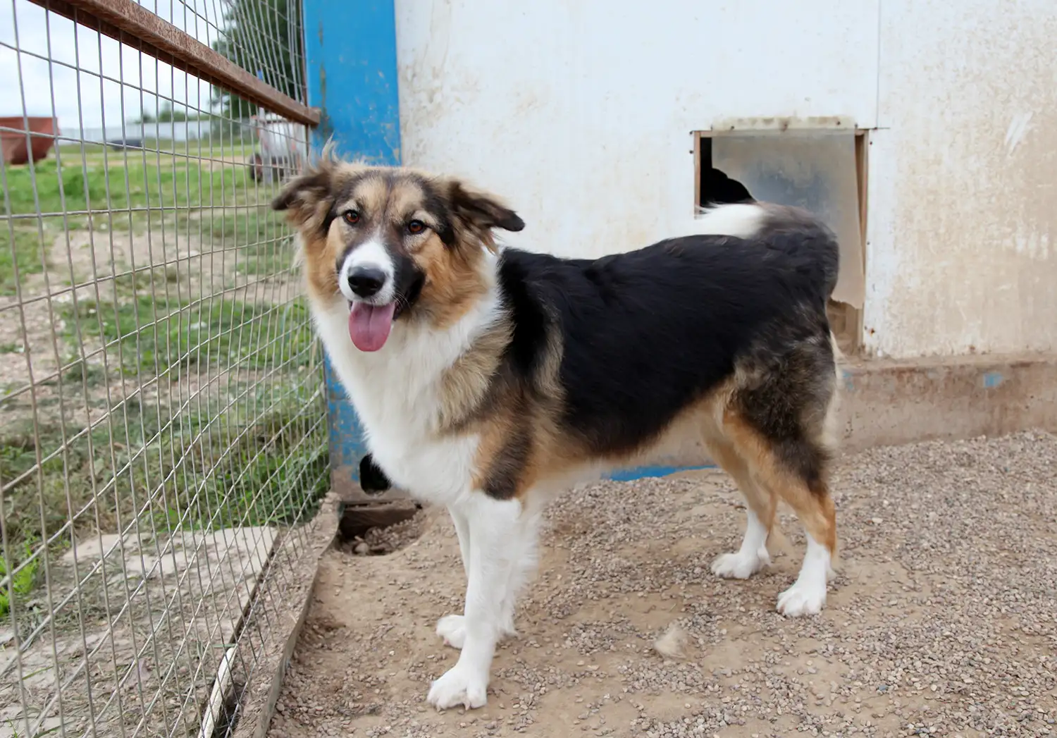 Собака Кельма - фото 5