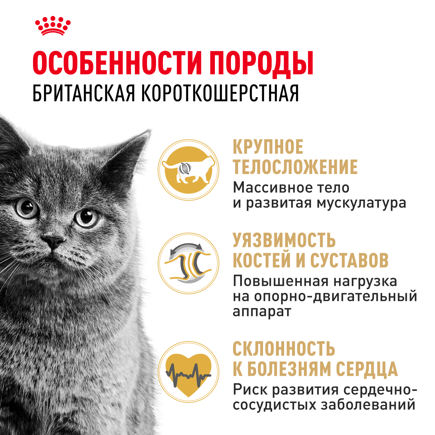 Корм сухой для кошек ROYAL CANIN British Shorthair 2кг британской короткошерстной породы - фото 2