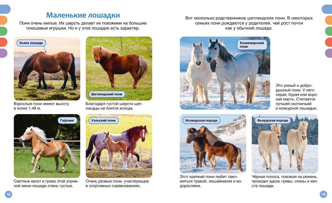 Книга Махаон Гийоре М. Лошади - фото 7