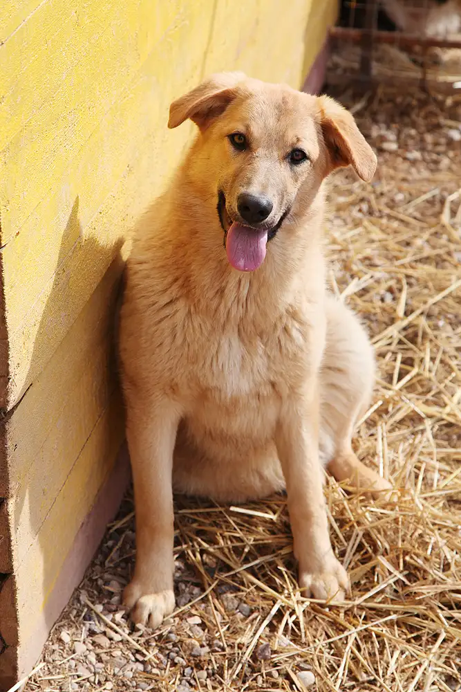 Собака Томочка - фото 4