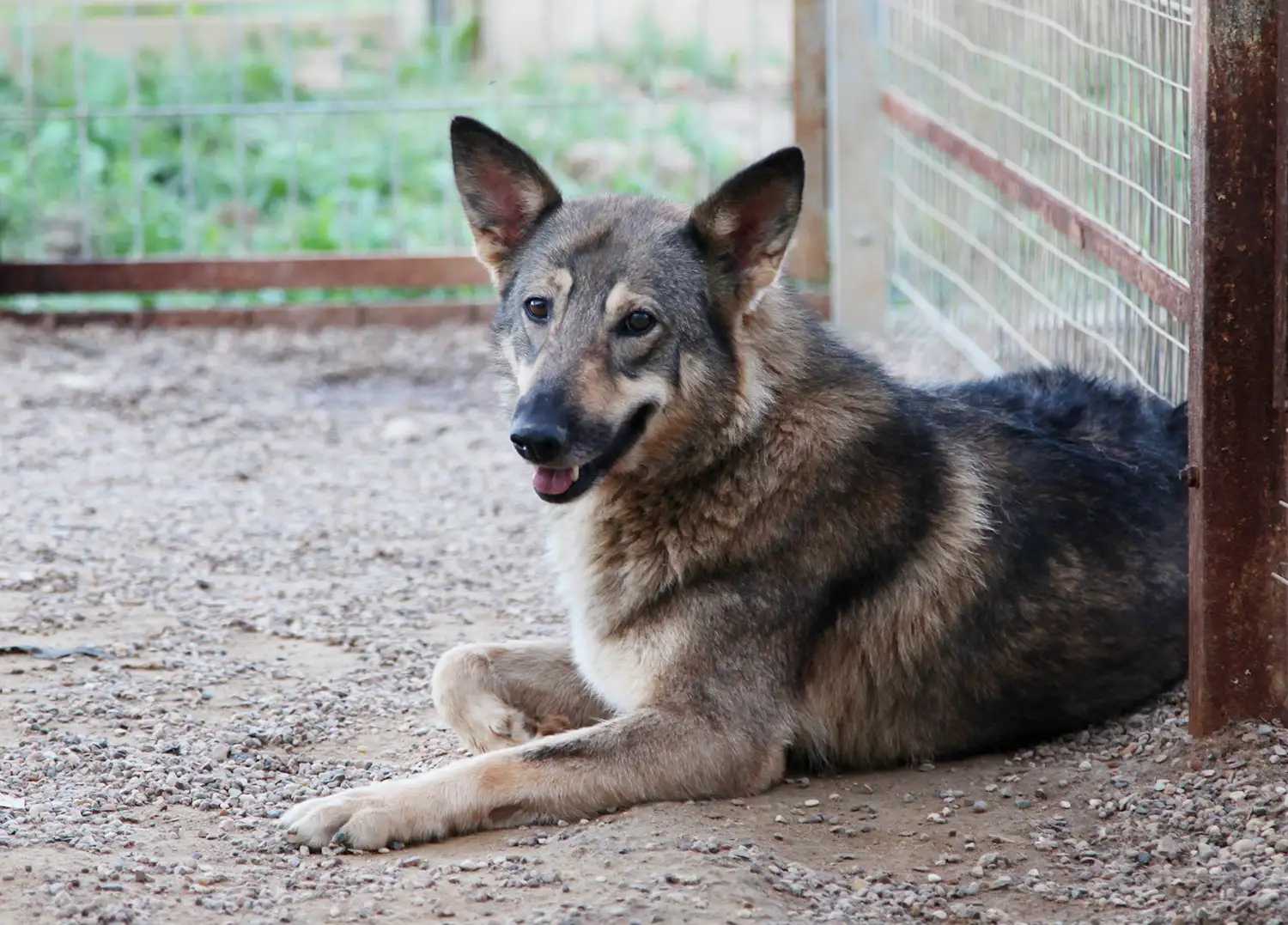 Собака Герда - фото 5