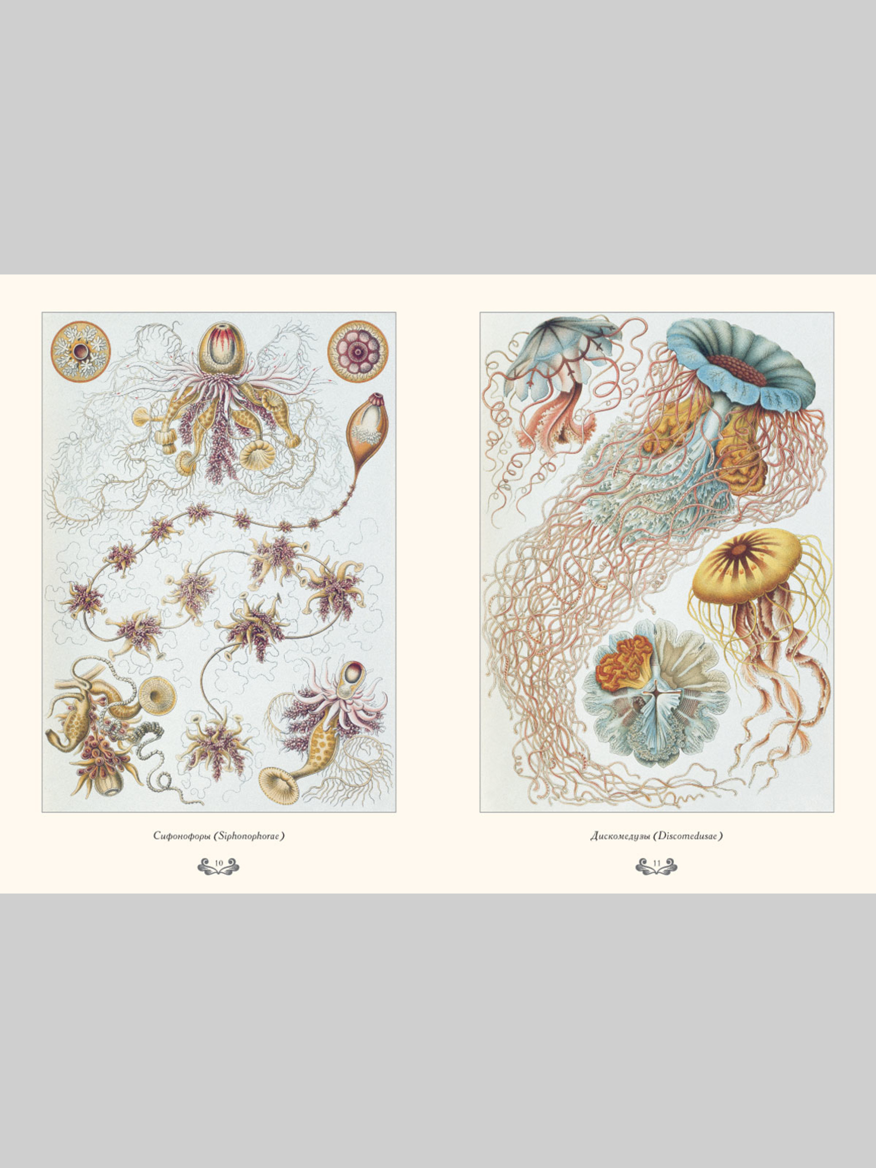 Книга Белый город Красота форм в природе. Э. Геккель (Великие полотна) - фото 2