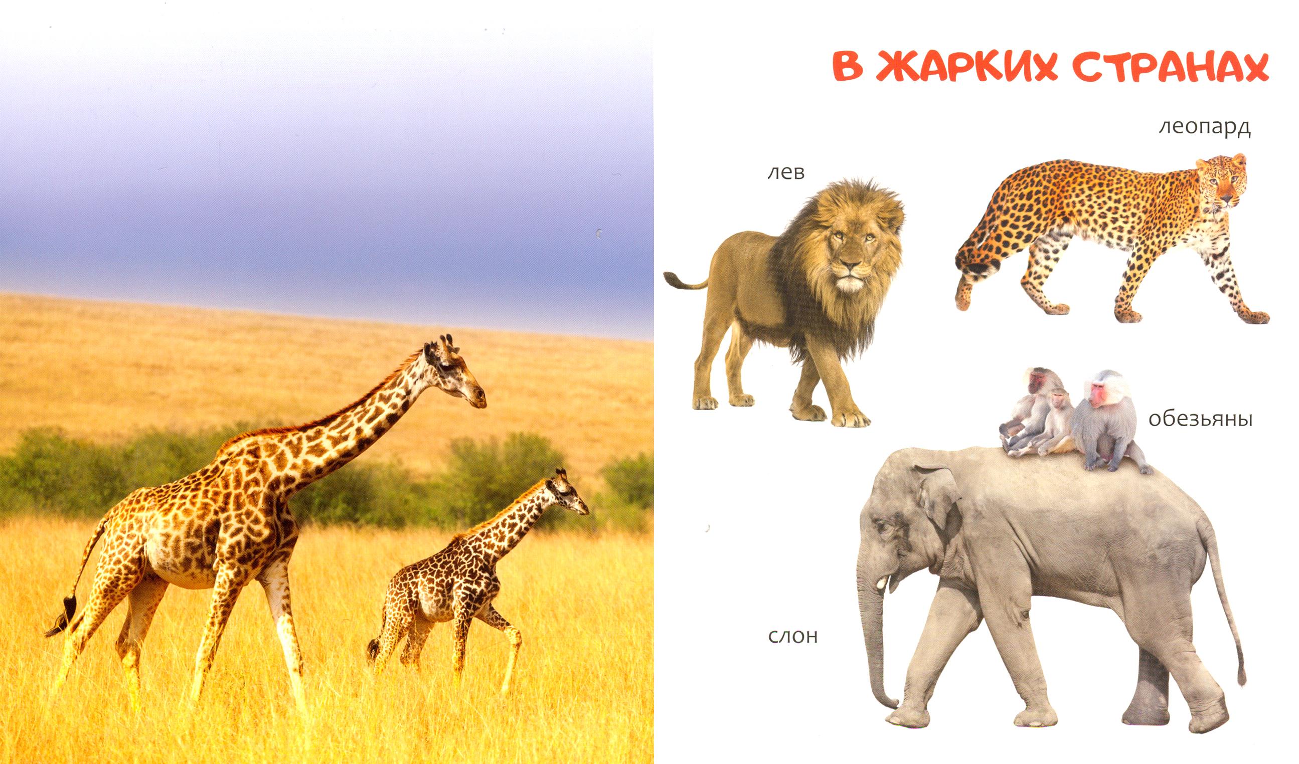 Книга Качели Животные - фото 3