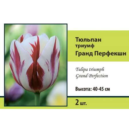 Тюльпан ПОИСК Гранд Перфекшн 2шт